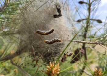 Crotone, invasioni di processionaria sul lungomare: cittadini chiedono interventi urgenti per sicurezza e animali