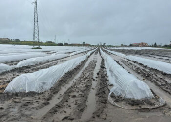 Maltempo in Calabria, limoneti devastati nell’Alto Jonio e campi allagati nel Crotonese