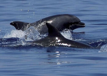 Delfini nel porto di Crotone, presenza stabile di tursiopi: al via il monitoraggio scientifico